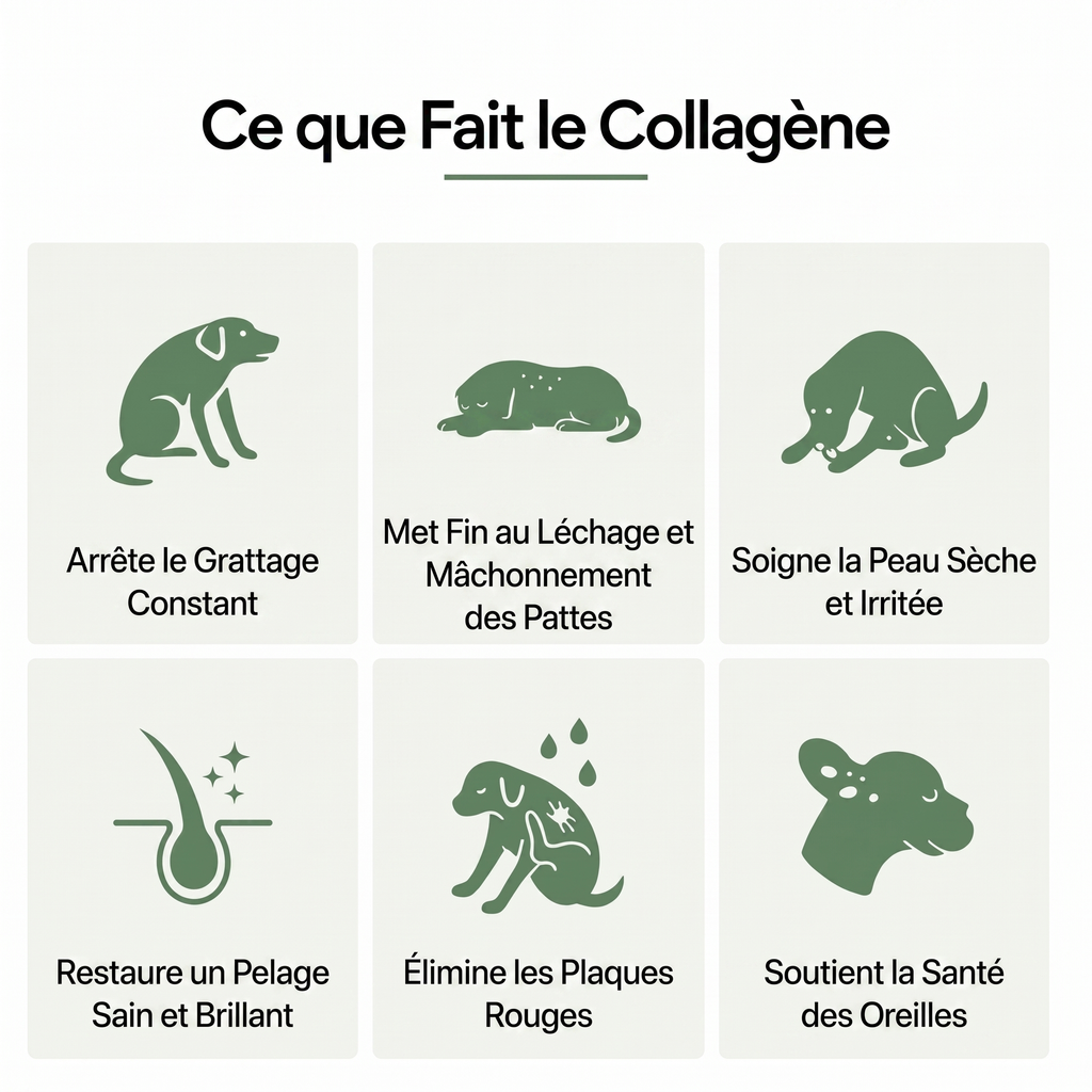 Canbloom Collagène Liquide Premium
