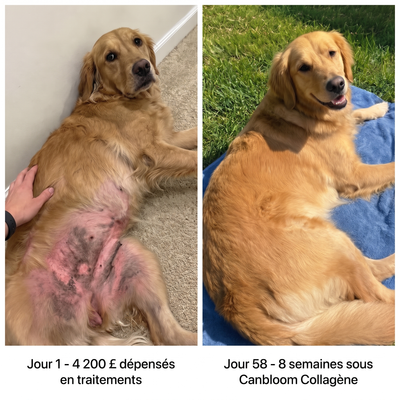 Canbloom Collagène Liquide Premium
