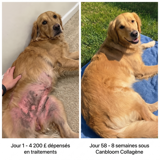 Canbloom Collagène Liquide Premium