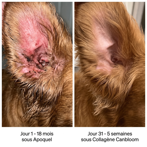 Canbloom Collagène Liquide Premium