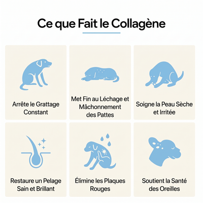 Canbloom Collagène Liquide Premium