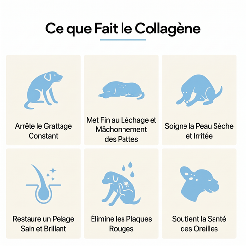 Canbloom Collagène Liquide Premium