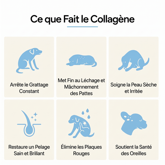 Canbloom Collagène Liquide Premium